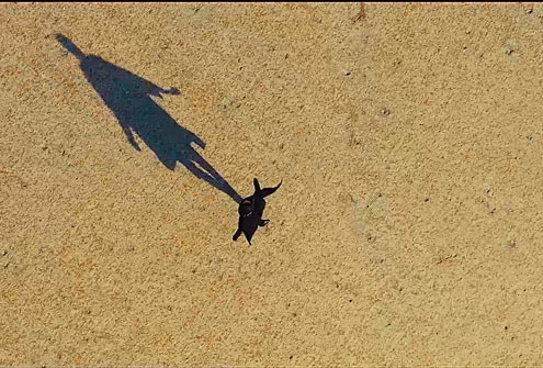 The Lonely King Amir Keyvand